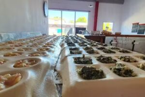 PASTIFICIO fabrica de pastas